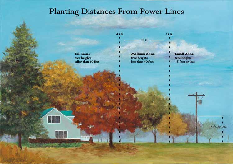 There are three main safe planting zones around power lines: small, medium and tall